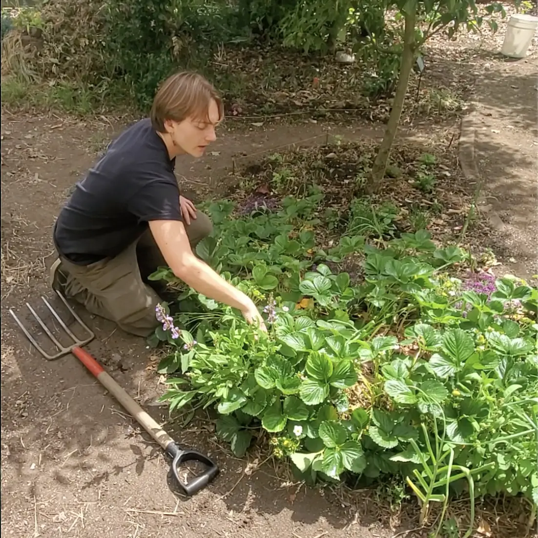 Milo Tisdale working in the Food Forest