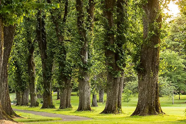 trees and grass
