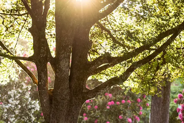 sun shining through tress and flowers